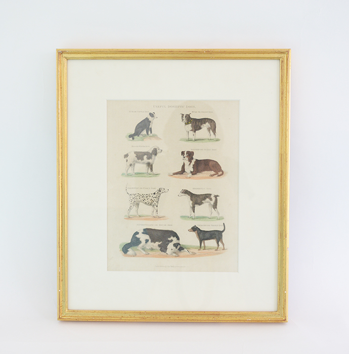 アンティーク版画　犬