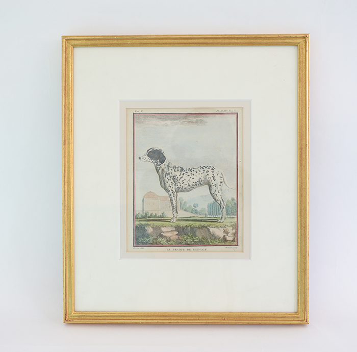 アンティーク版画　ダルメシアン