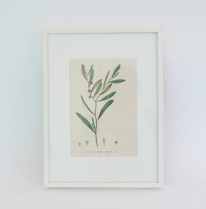 アンティーク版画　観葉植物(実付き)