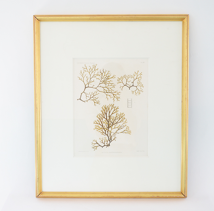 アンティーク版画　海松